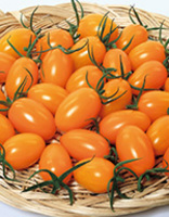 ミニトマト「オレンジアイコ」